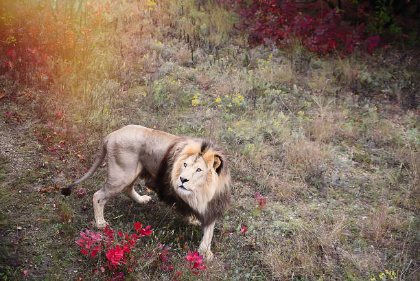 istock lion looking regal standing proudly on a outdoors in a protected area 1428252291