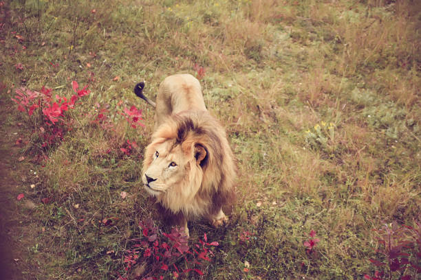 istock lion looking regal standing proudly on a outdoors in a protected area 1428252440