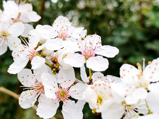 istock Close-Up Of White Cherry Blossoms In Spring 1428257154