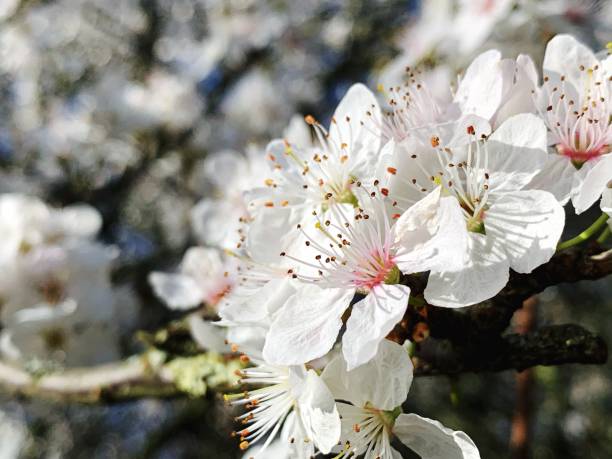 istock Close-Up Of White Cherry Blossom Tree 1428257253