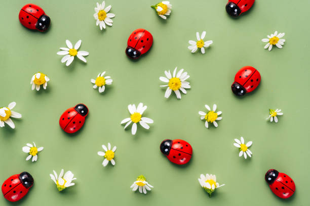 istock White chamomile and red ladybug on light green background 1428257433