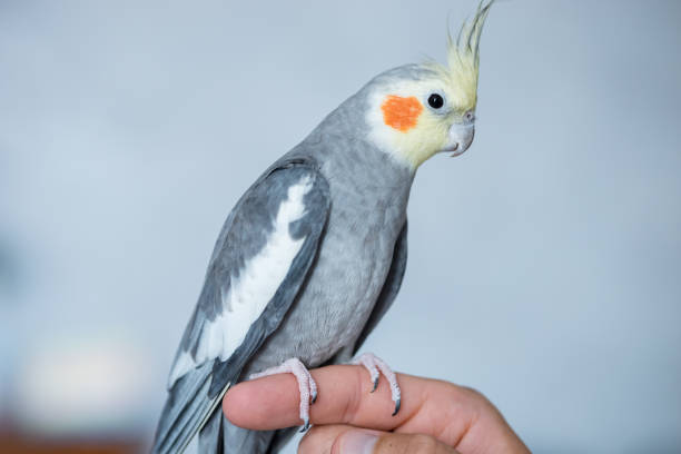 Adorable grey parakeet with red cheeks sits on index finger