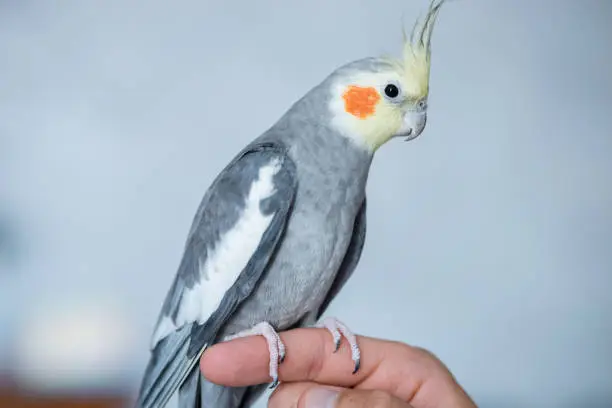 Cute grey cockatiel sits on human index finger. Adorable domestic parakeet with red cheeks and long feathers poses against blurred background closeup