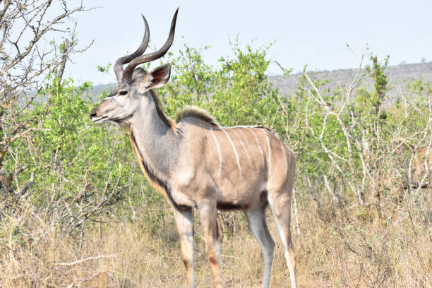 istock African Kudu Male 1428259949
