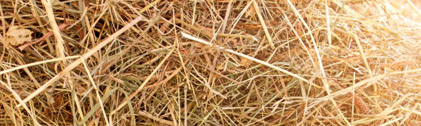 istock Dry yellow textuer hay, wide pattern straw 1428260010