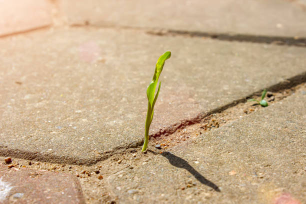 una pequeña planta crece a partir de un pavimento de hormigón - unstoppable fotografías e imágenes de stock
