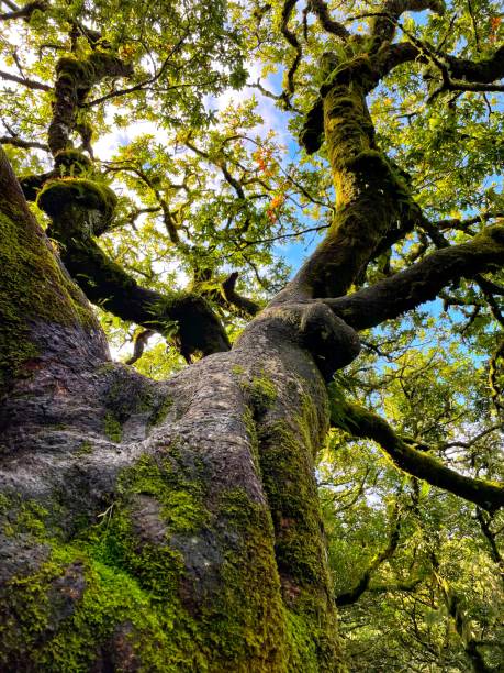 View from the bottom of an old oak tree