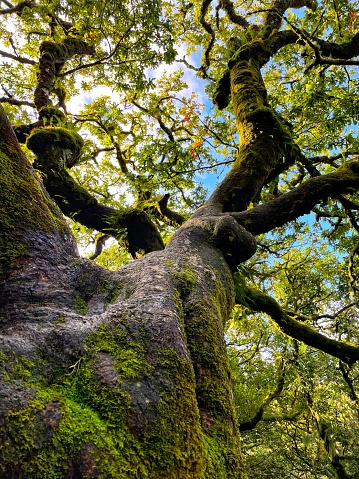 View of the sky through an old oak tree covered in moss and lichen, on Devon’s Dartmoor National Park, England