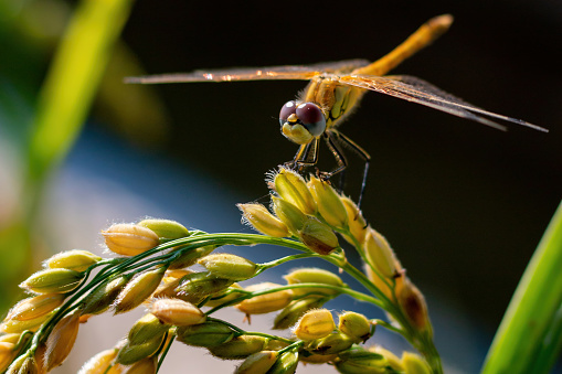 Detail of eyes and wings of a dragonfly on a rice spike. Closed up frame. Rice fields in the Albufera of Valencia, Spain.