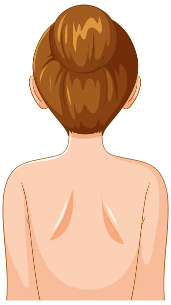 illustrations, cliparts, dessins animés et icônes de dos de la femme aux cheveux chignons - hair bun hairstyle women hair back