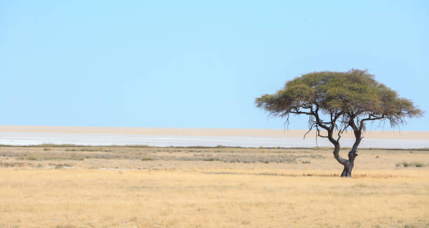 istock A lone tree grows on the edge of the Etosha Pan 1428261965