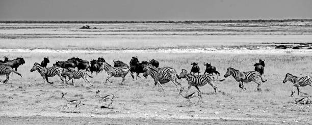 istock Dramatic African Stampede in monochrome 1428262028