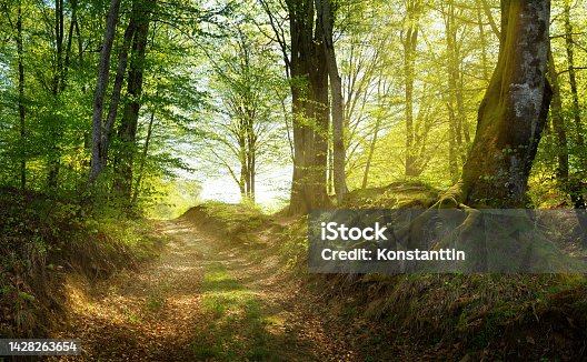 istock Art dirt road in morning forest, summer mountain woodland background 1428263654
