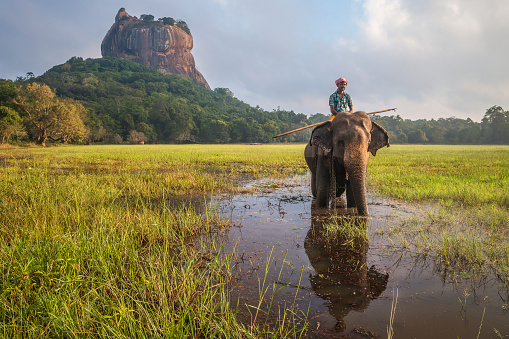 Mahout riding his elephant, Sigiriya Rock on the  background, Central Province, Sri Lanka