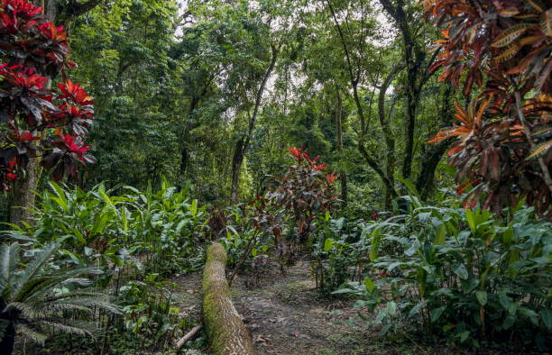 The jungle between Palenque town and the ruins, Chiapas state, Mexico stock photo