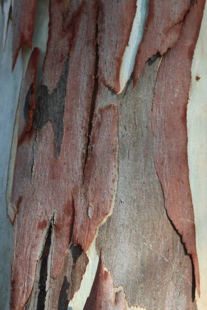 istock trunks of various forms of red eucalyptus sicily area- 1428266712
