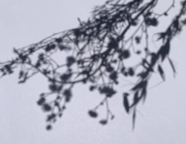 istock Trees branch and leaf with shadow on a white concrete wall.  for overlay on product presentation, backdrop and mockup, summer seasonal concept 1428267788