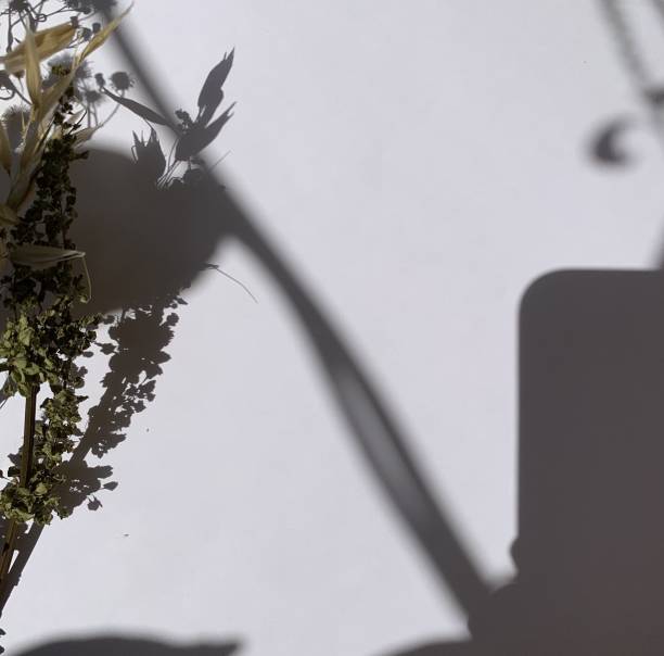 istock Trees branch and leaf with shadow on a white concrete wall.  for overlay on product presentation, backdrop and mockup, summer seasonal concept 1428267822