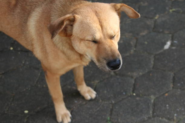 istock Head dog and eyes closed. 1428267918