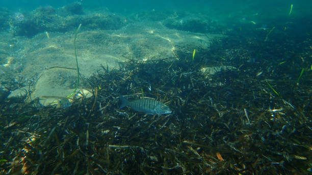istock Sand steenbras or striped seabream (Lithognathus mormyrus) undersea, Aegean Sea 1428268143