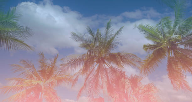 istock The banner of Summer colorful theme with palm trees background as texture frame image background 1428268424