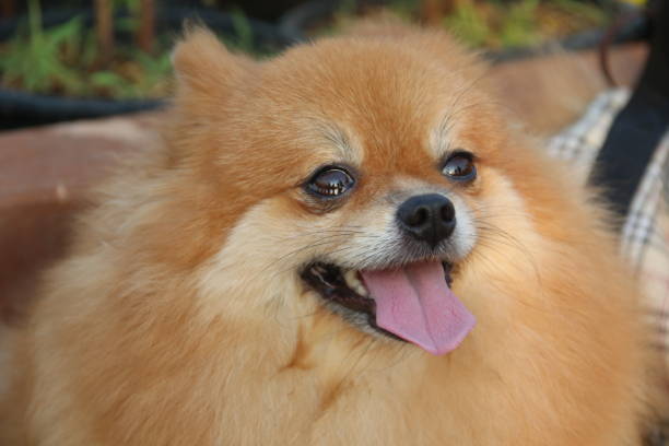istock Brown head Pomeranian dog. 1428268712