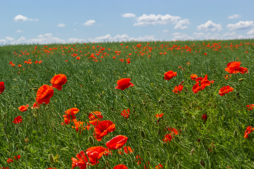 Common names for Papaver rhoeas include corn poppy, corn rose, field, Flanders, red or common poppy.