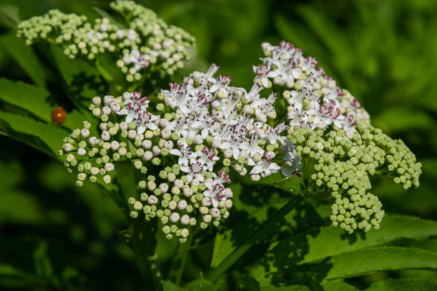 istock In the wild, elderberry herbaceous Sambucus ebulus blooms in summer 1428269581