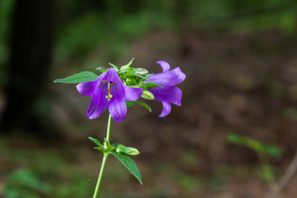 Twin purple flowers, The flowers are purple petals, the tip is sharp. And pollen is a small stick yellow.