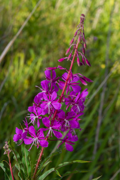 istock Ivan chai, Chamaenerion angustifolium, fireweed, great willowherb, rosebay willowherb, perennial herbaceous flowering plant family Onagraceae, ornamental and medicinal plant 1428270334