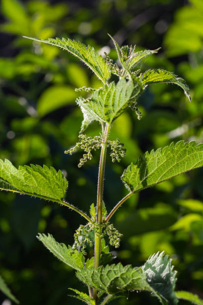 istock Urtica dioica, often called common nettle, or stinging nettle, or nettle leaf. Nettle flowers 1428271799
