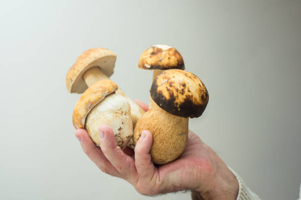 istock porcini mushrooms, beautiful photo 1428271815
