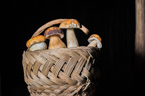 porcini mushrooms, beautiful photo