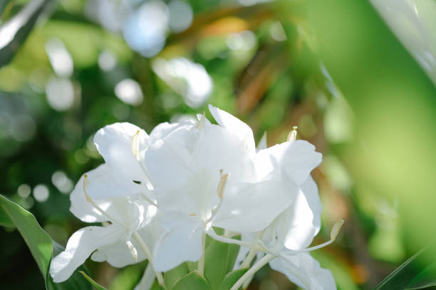 WHITE BUTTERFLY GINGER Hedychium coronarium fragant Hedychium coronarium (ginger lily).