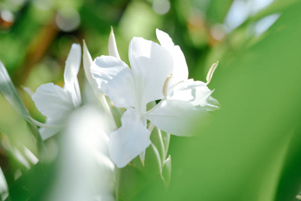 istock WHITE BUTTERFLY GINGER Hedychium coronarium fragant Hedychium coronarium (ginger lily). 1428272435