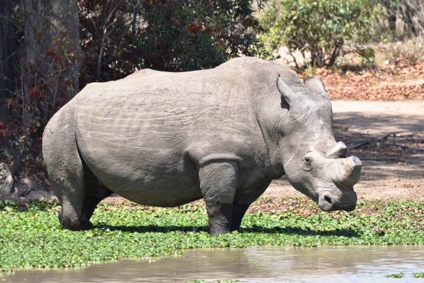 istock African White Rhinoceros 1428275384