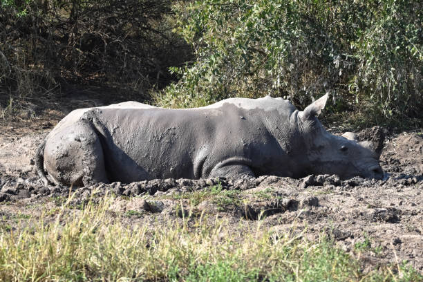 istock African White Rhinoceros 1428276277