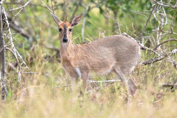 Marsof Duiker 510+ Duiker Comun Fotografías de stock, fotos e imágenes libres de ...