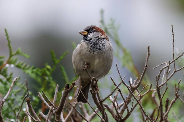 istock House sparrow on a branch 1428279919