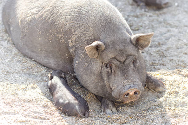 istock Piglets play and rest on the lawn 1428280065