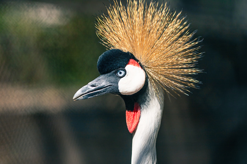 Gray crowned crane close-up.
