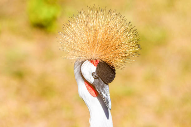 A gray crowned crane tilted its head against a yellow background.