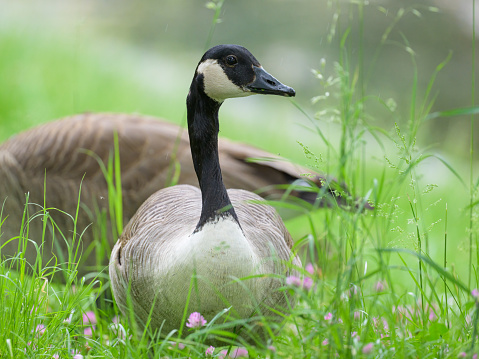 canadian geese that are on their migration path to head south are having a break in the sports field at the Assiniboine park