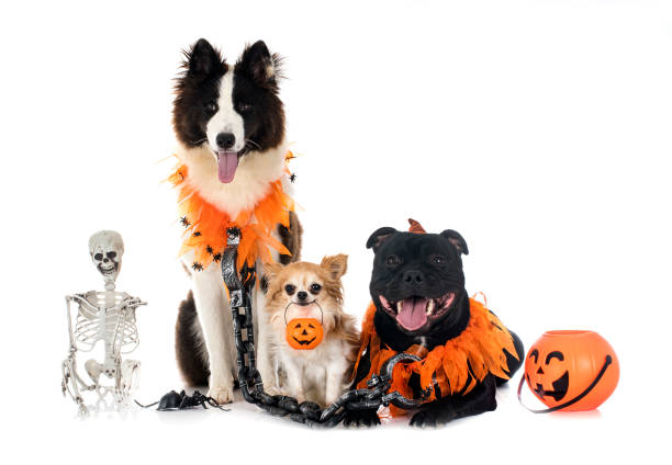 犬とハロウィーン - dog group of animals clothing animal ストックフォトと画像