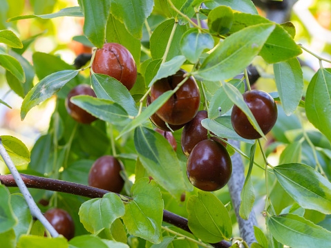 Ripe juicy brown unabi berries (ziziphus, Chinese date) on tree branches among foliage close-up