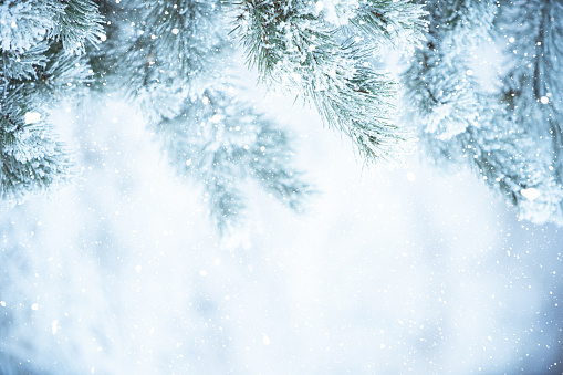 Winter christmas background - snow falling on pine tree branches.
