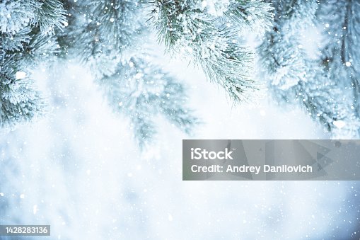 istock Winter scene - Frosted pine branches covered with a snow. Winter in the woods 1428283136