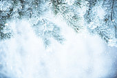 istock Winter scene - Frosted pine branches covered with a snow. Winter in the woods 1428283136