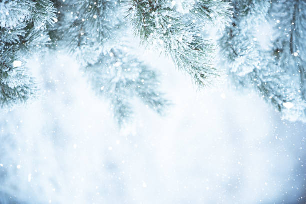 Winter scene - Frosted pine branches covered with a snow. Winter in the woods stock photo