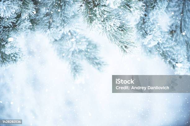 Winter Scene Frosted Pine Branches Covered With A Snow Winter In The Woods Stock Photo - Download Image Now